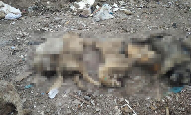 Bunun adı vicdansızlık Ankarada molozların arasında 20 ölü köpek bulundu