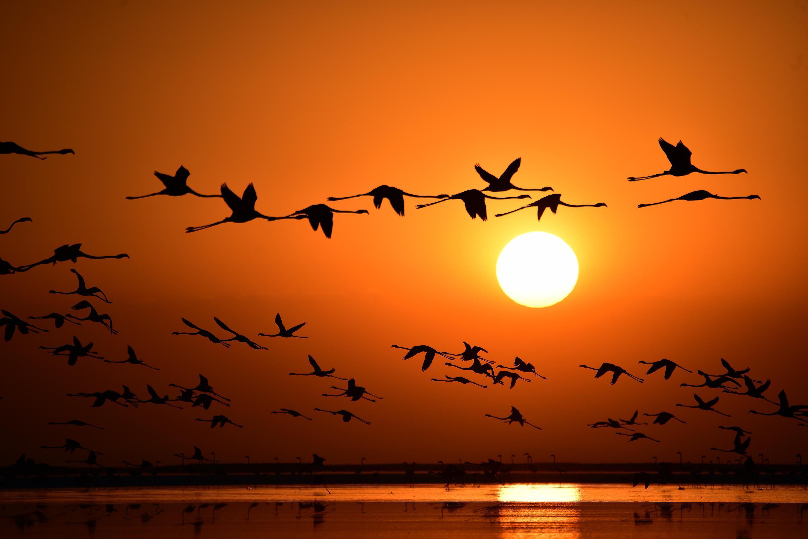 Tuz Gölü’ne göç eden flamingoların Aksaray molası