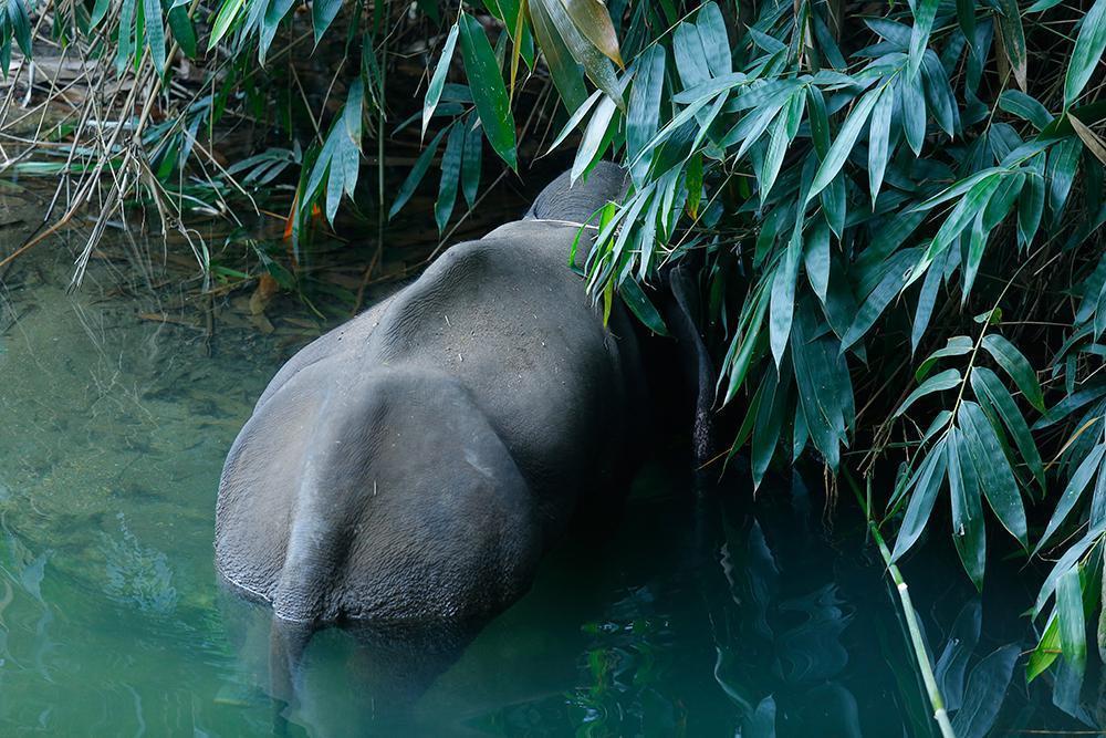 Hindistanda katledilen fil için Elephant Death etiketi ile tepki yağıyor