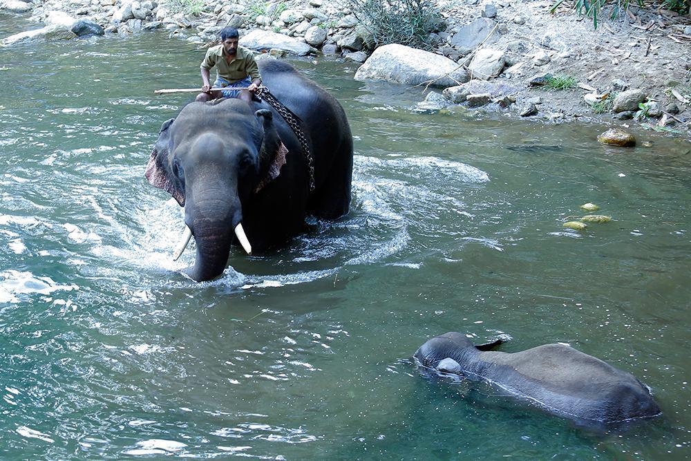 Hindistanda katledilen fil için Elephant Death etiketi ile tepki yağıyor
