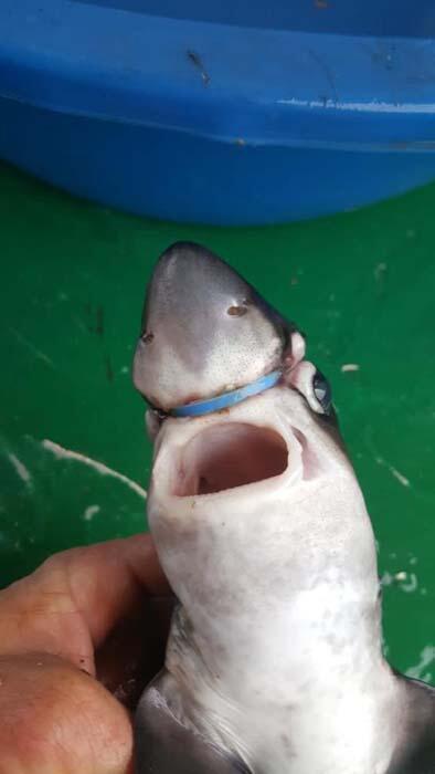 Bartınlı balıkçı yavru köpek balığını bu halde buldu İçler acısı...