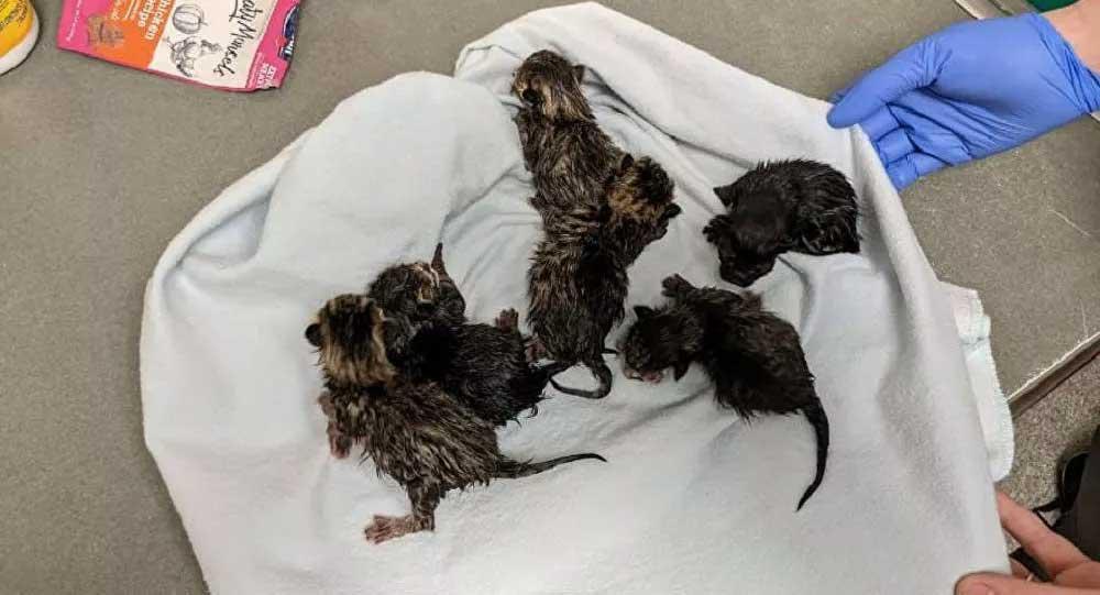 Şüpheli çantadan anne kedi ve yeni doğan 6 yavrusu çıktı