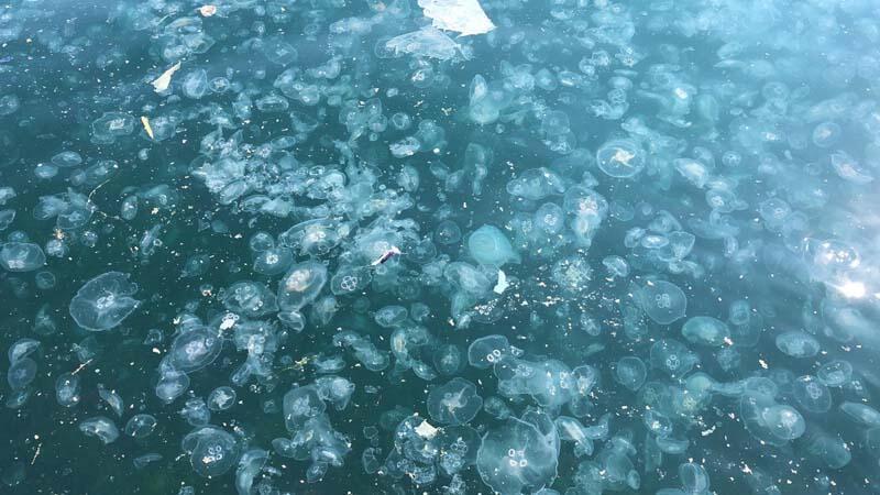 İstanbul Boğazında korkutan manzara: Binlerce denizanası kıyı şeridini sardı