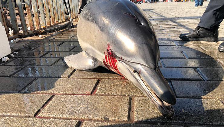Yer: İstanbul... Balıkçılar fark etti: 2 metrelik yunus balığı ölü olarak kıyıya çıkarıldı