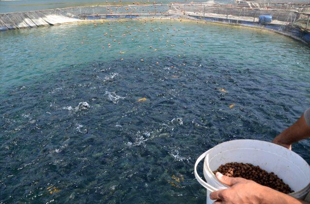 Denizi olmayan Kahramanmaraşta yıllık 25 milyon dolarlık balık ihracatı yapılıyor