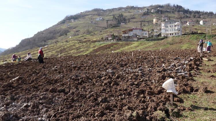 Trabzonda drakula böcekleri yüzünden halk fındık ağaçlarını kesiyor