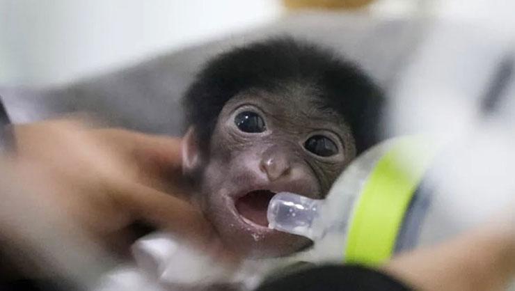 650 gramla dünyaya gelen minik maymuna rekor beğeni