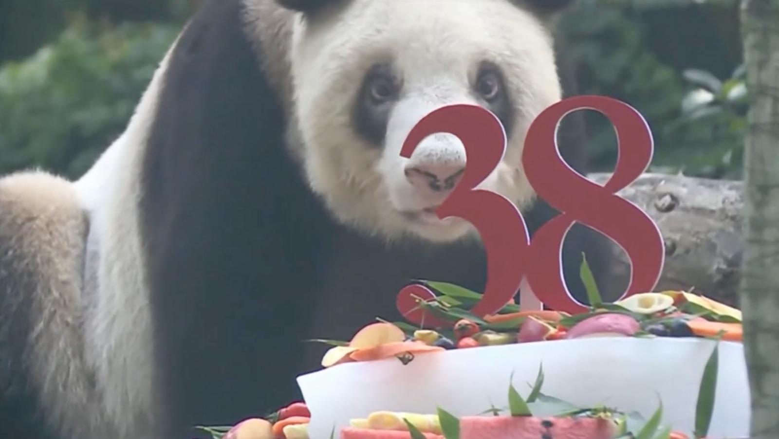 Dünyanın en yaşlı pandası Xin Xing hayatını kaybetti