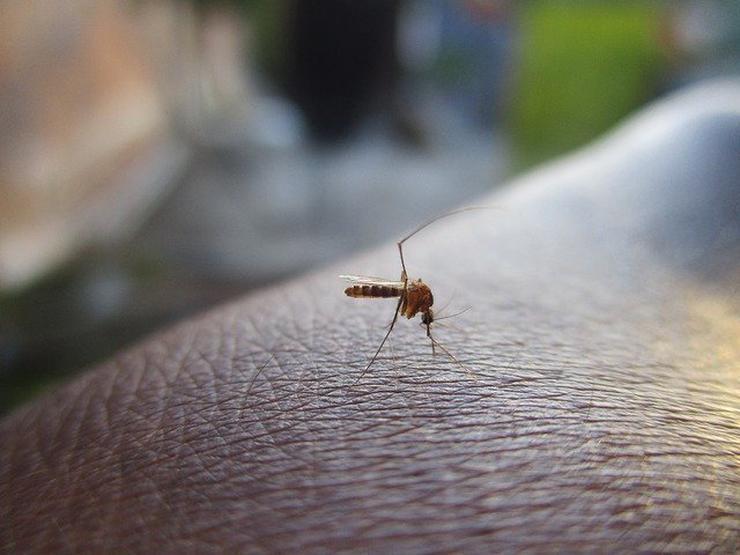 Corona virüs sivrisinekler yoluyla bulaşabilir mi Araştırma sonuçlandı