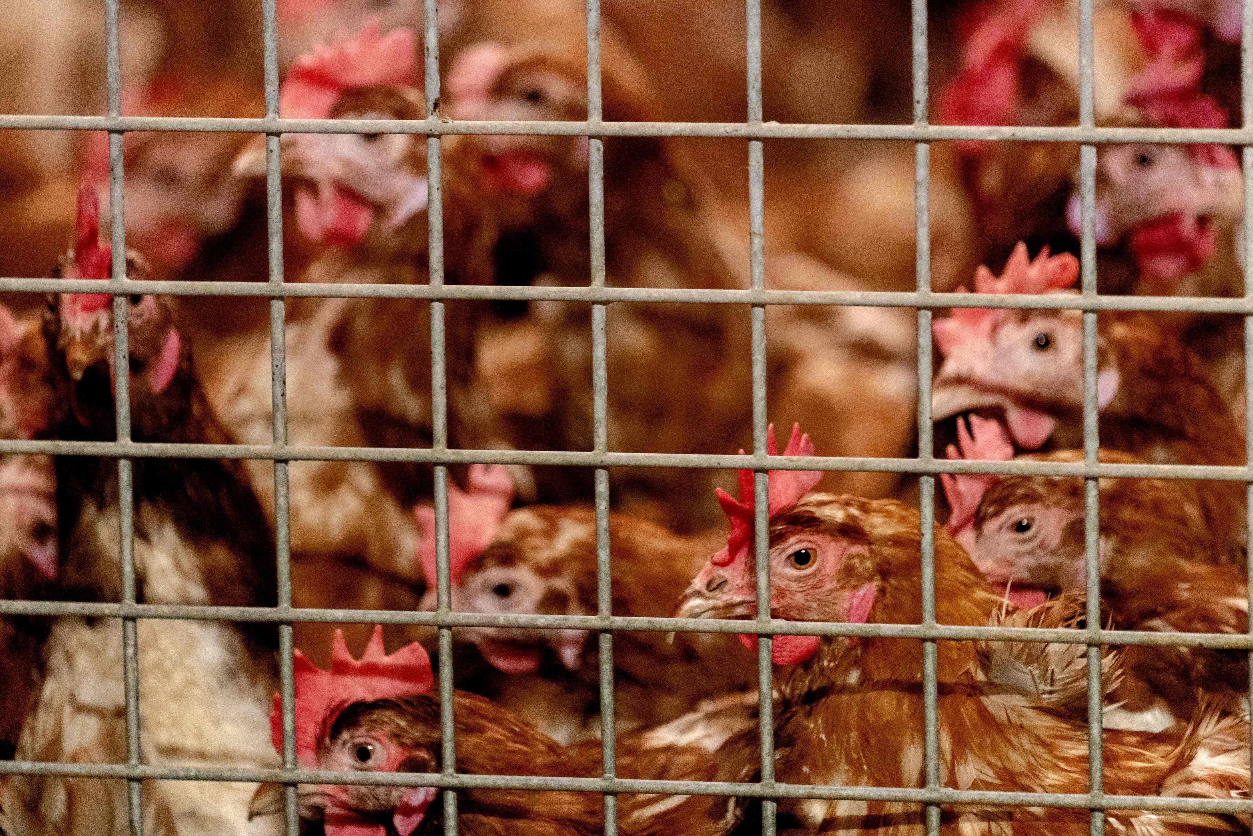 Japonya ve Hollandada kuş gribi salgını: Yüz binlerce tavuk itlaf edilecek