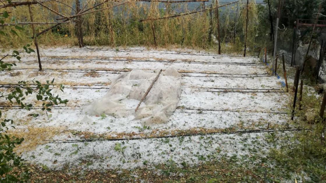 Antalyada dolu yağışı meyve ağaçlarına zarar verdi
