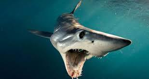 Köpek balığı dişi dolgusu nedir Dr. Hakan Çetiner köpek balığı dişi dolgusunu anlattı