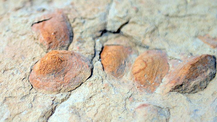 Şimdi de midye fosiline rastlandı: Uzmanlar incelesin