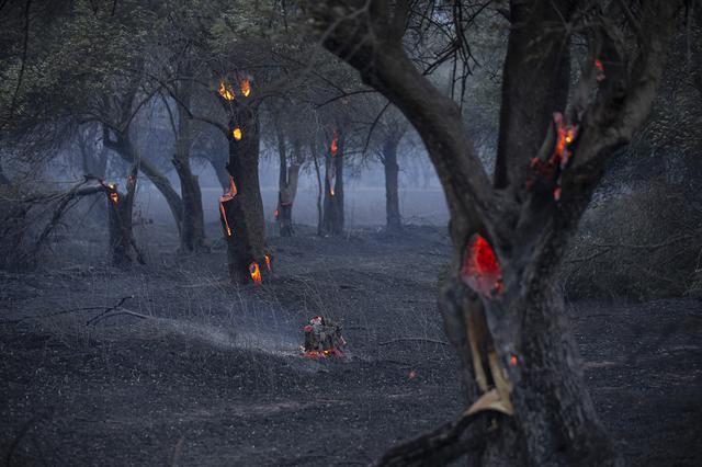 Gelibolu Yarımadasındaki orman yangınına havadan müdahale yeniden başladı