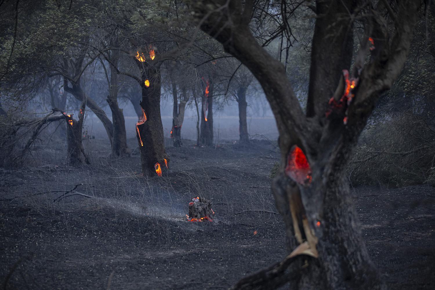 Gelibolu Yarımadasında orman yangını