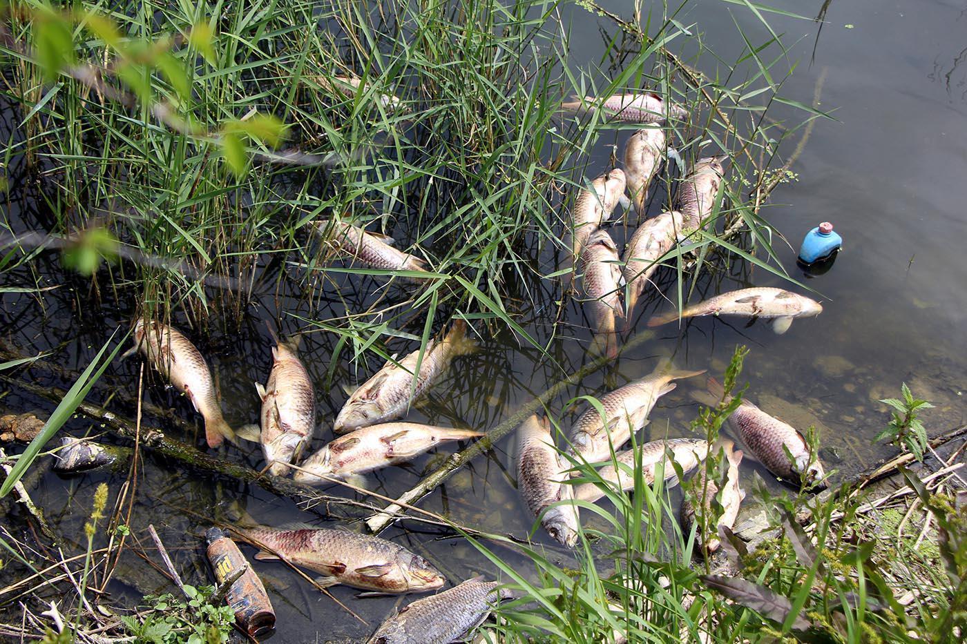 Baraj göletinde yüzlerce balık öldü
