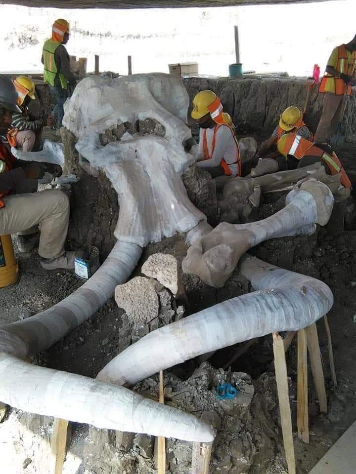 Meksikada devasa mamut kalıntıları bulundu