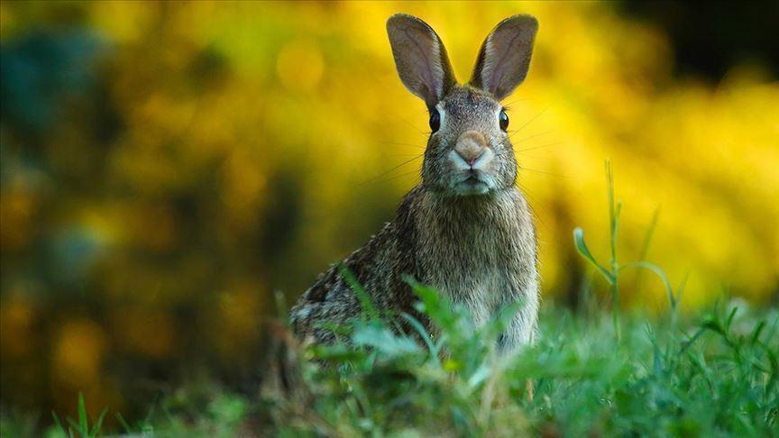 ABDde tavşanları etkileyen yeni ölümcül salgın uyarısı