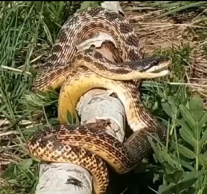 Bingöl’de devasa yılan görüldü