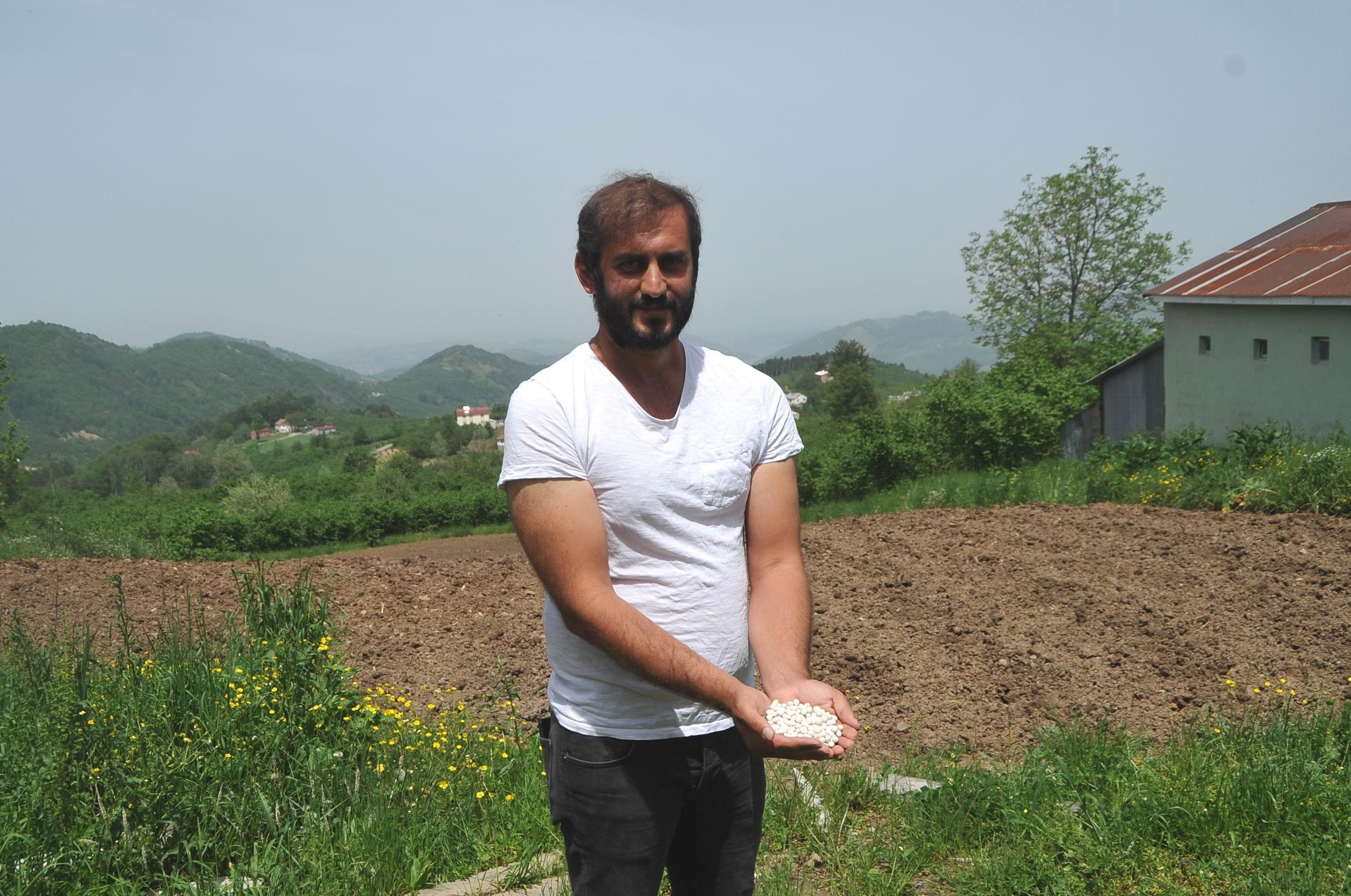 Türkiyede sadece Samsunda yetişen Nebiyan fasulyesi pazara inmeden tarlada satılıyor