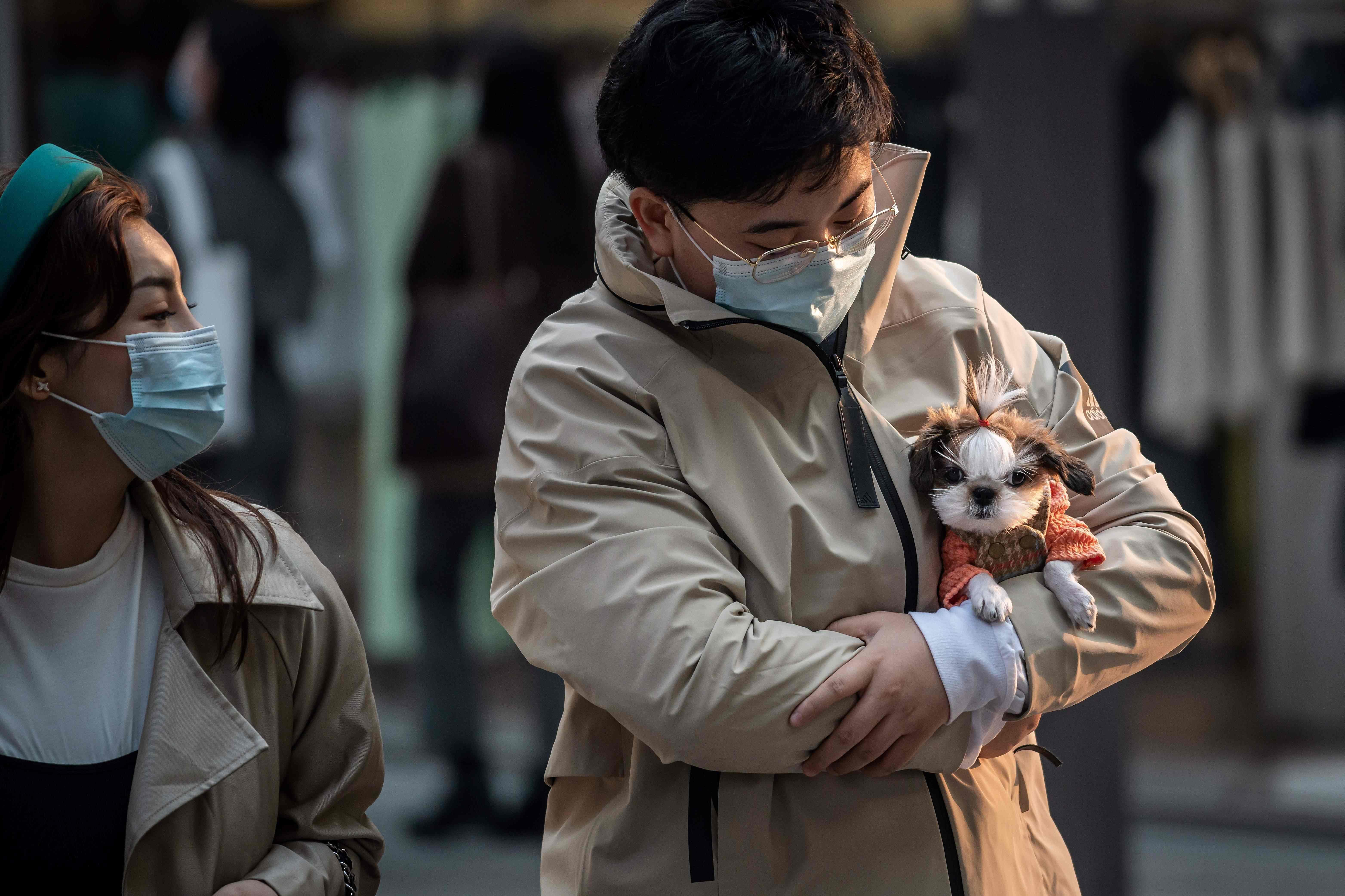 Çinde köpekler artık evcil hayvan sayılacak