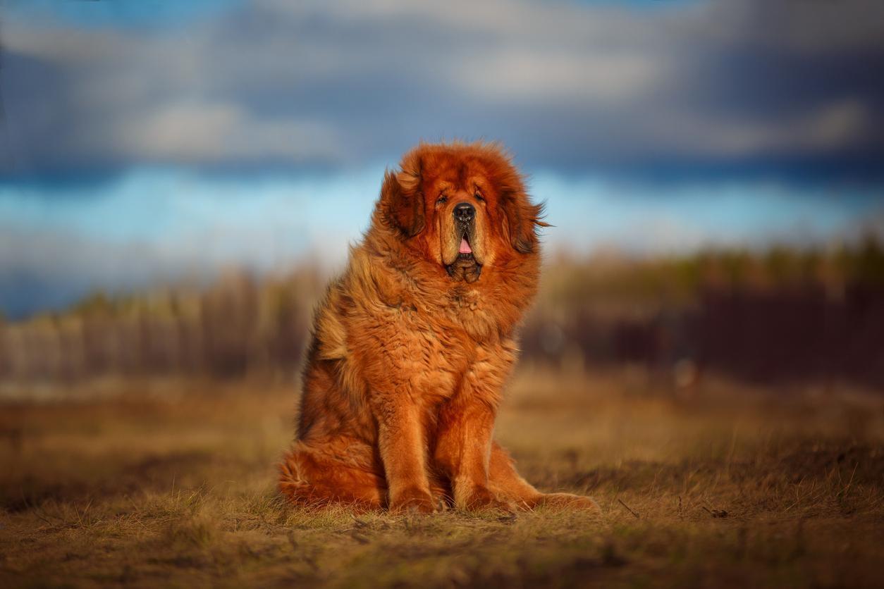 Dünyanın en pahalı köpeği: Tibet mastifi köpek ırkının özellikleri