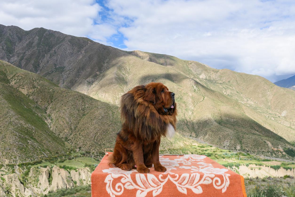 Dünyanın en pahalı köpeği: Tibet mastifi köpek ırkının özellikleri