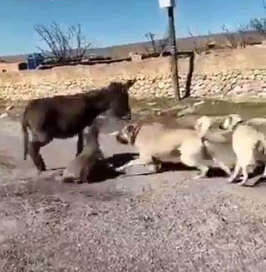 Çoban köpeklerini sıpaya saldırtan kişi serbest bırakıldı