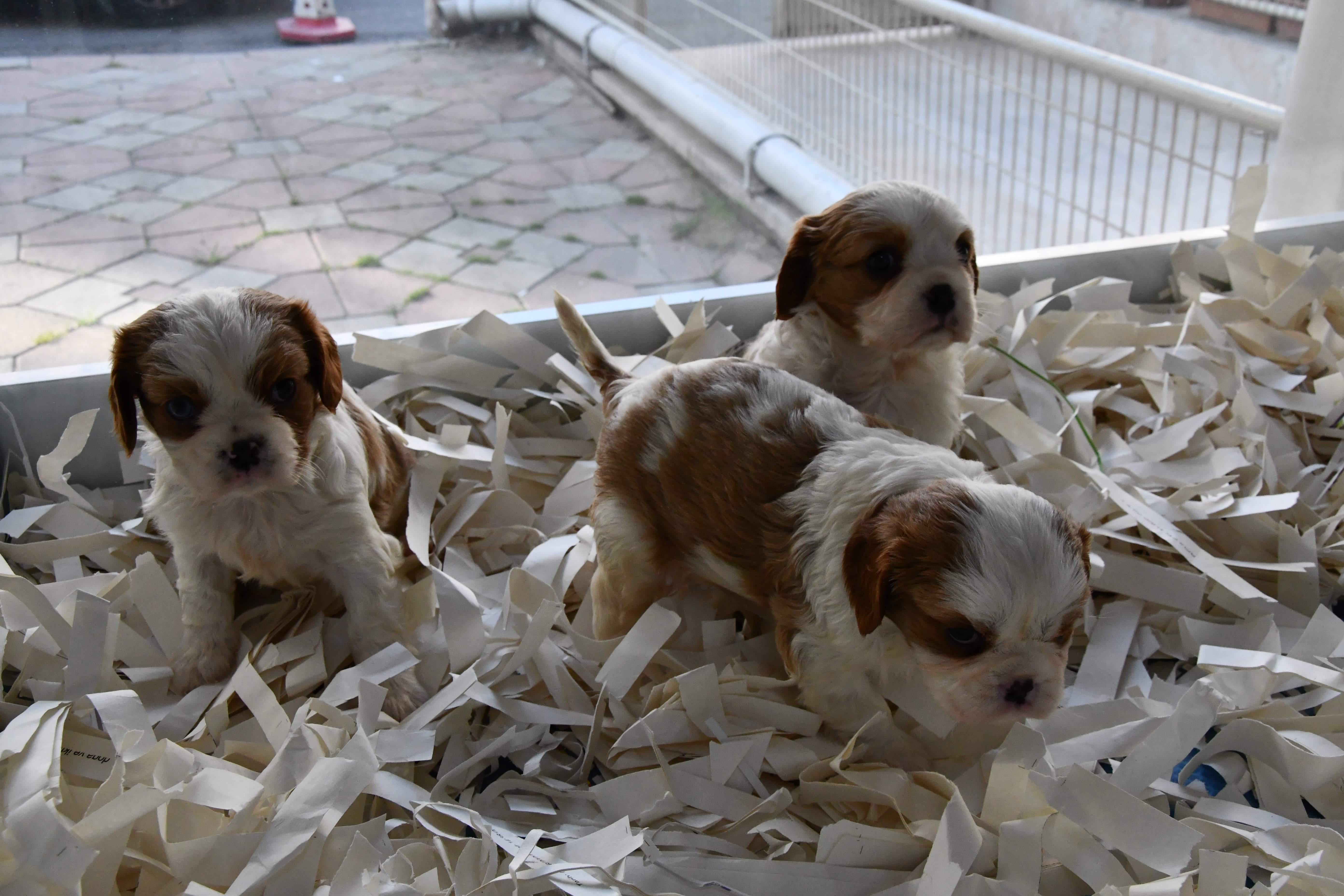 Kentte, sokağa çıkabilmek için akılalmaz yöntem: Köpek satın alıyorlar