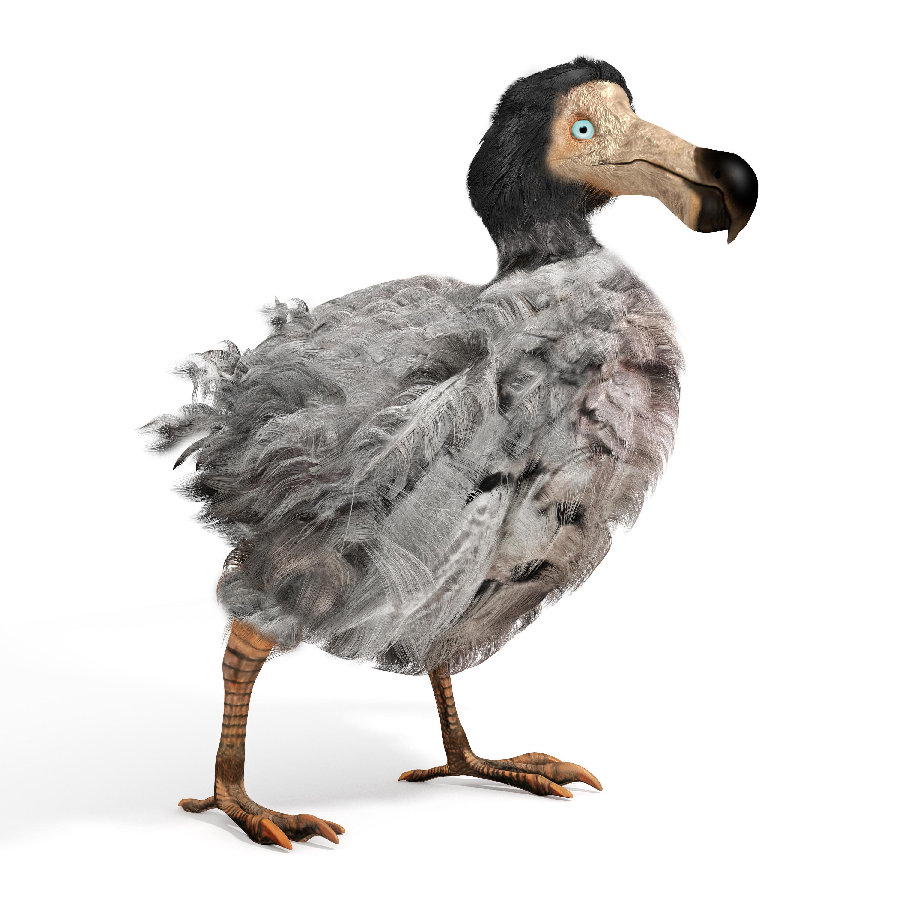 Dodolar hakkında kısa bilgiler: Nesli neden tükendi Dodo kuşu özellikleri