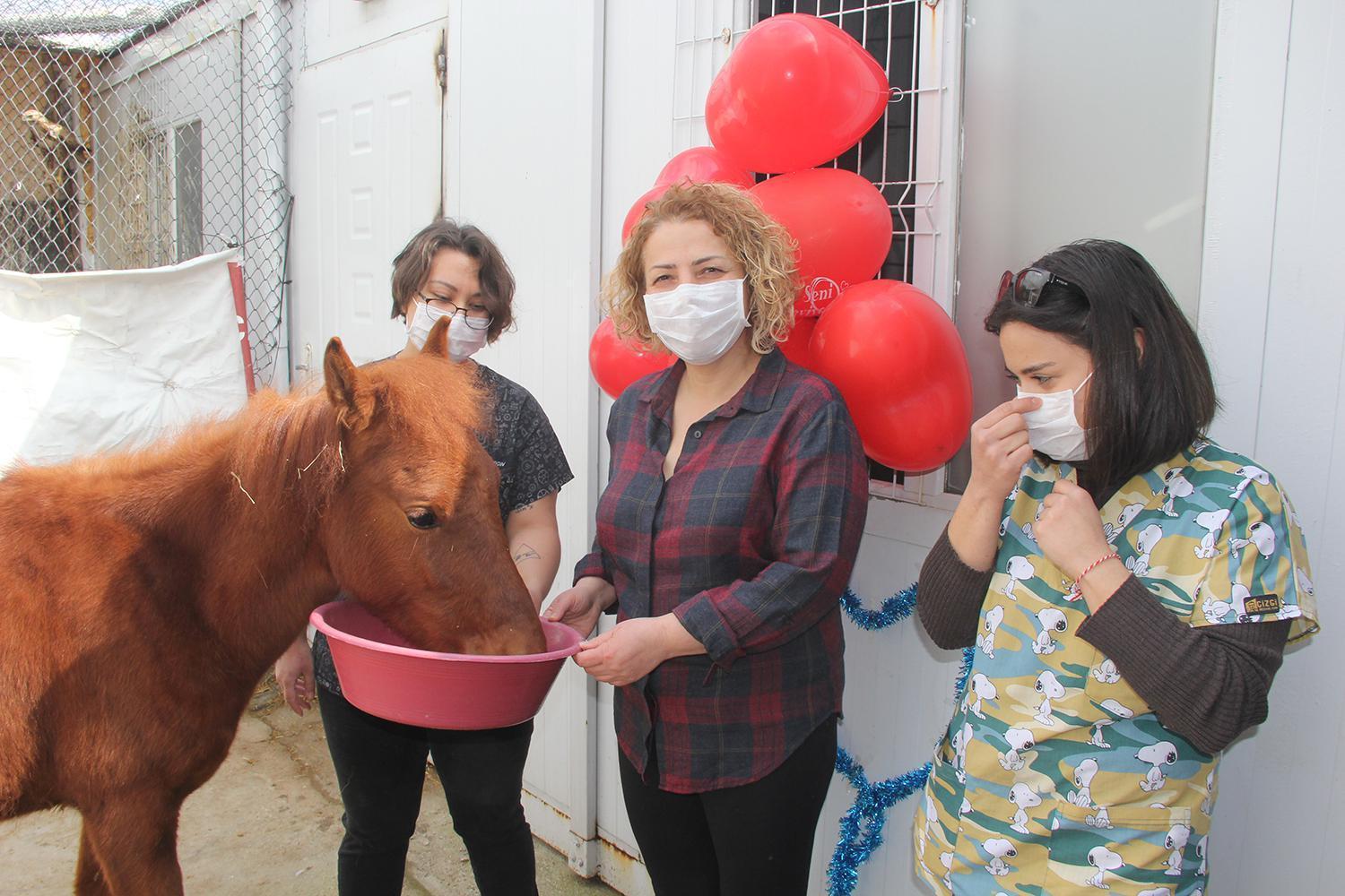 Tedavi edilen yılkı atı için doğum günü partisi düzenlendi