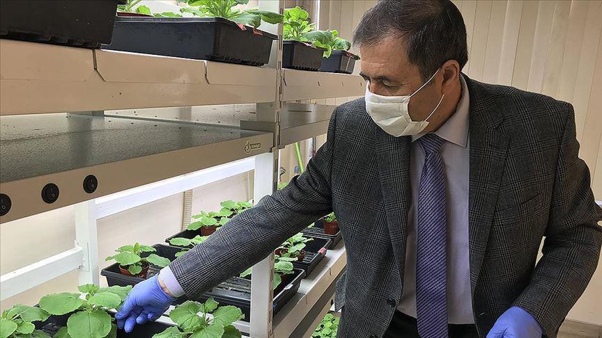 Yeşil bitki ile corona virüs aşısı geliştirilecek