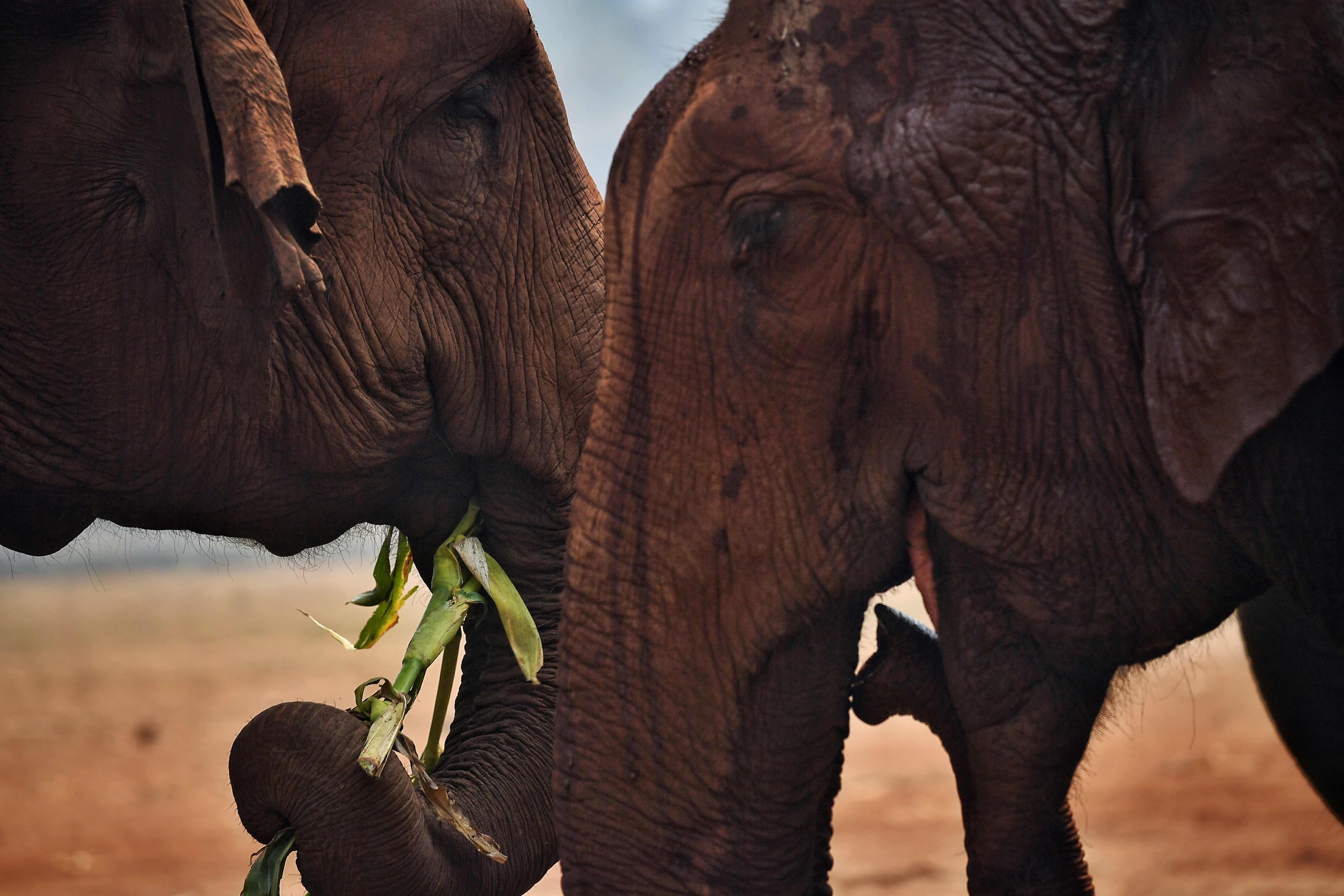 Turistleri taşıyan filler corona virüs nedeniyle artık serbest