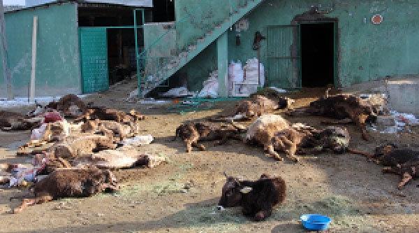 Erzurumda çobanın ilgilenmediği 20 büyükbaş hayvan telef oldu