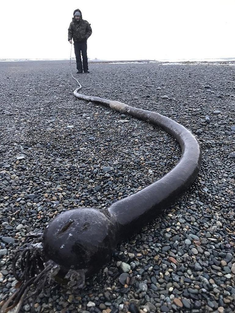Rusyada deniz yosununu dev bir deniz yılanı sandılar