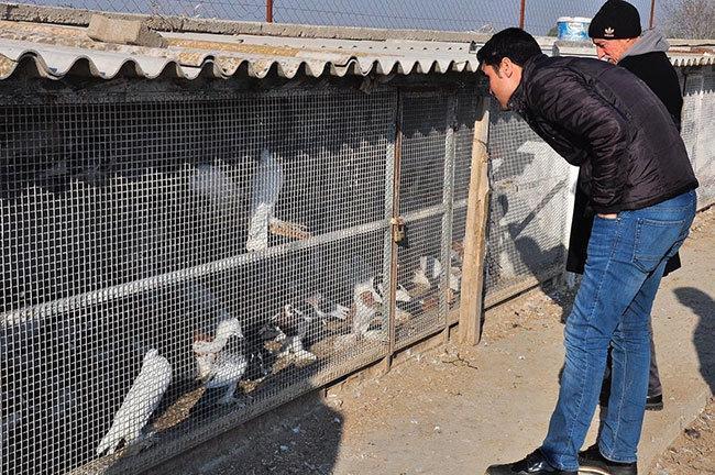 İzmirdeki Türkiye’nin ilk hacizli güvercinleri telef oluyor  iddiası