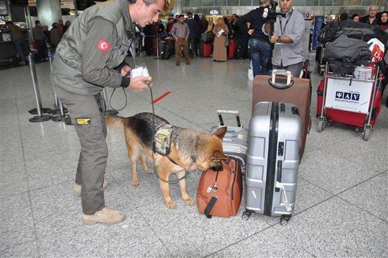 Özel güvenlikçilerin kullandığı görev köpekleri sınavla işe alınacak
