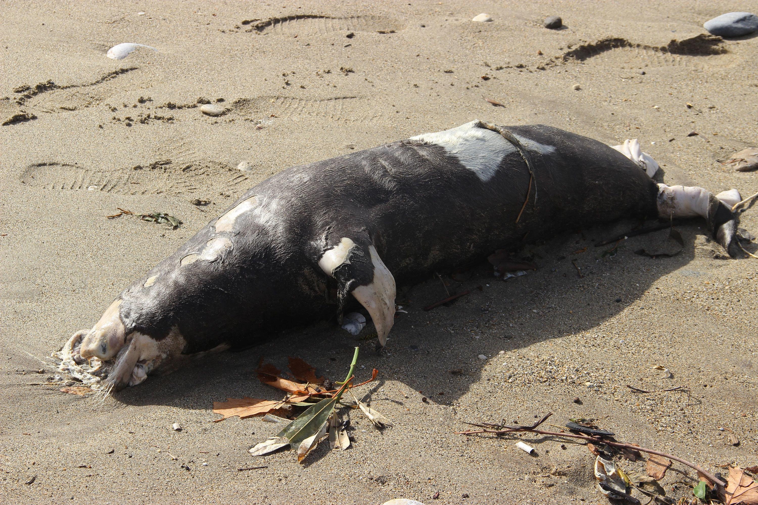 Alanya sahilinde ölü fok bulundu