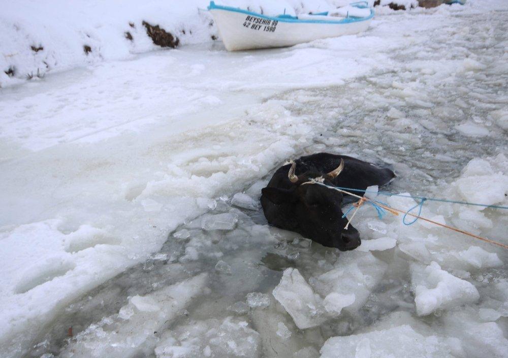 Konyada kırılan buzdan göle düşen inek kurtarıldı