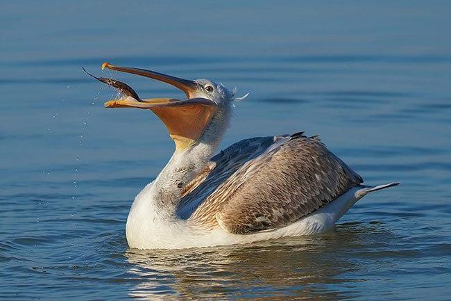 Tepeli pelikanların taze balık keyfi