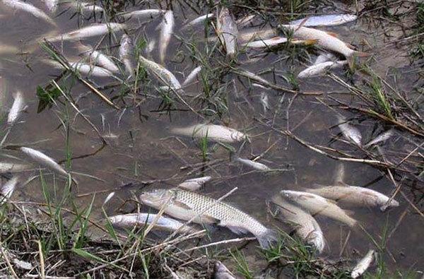Eskişehir’deki korkutan balık ölümleri araştırılıyor
