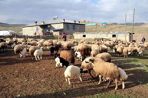 6 bin lira maaşla çalışacak çoban bulunamıyor