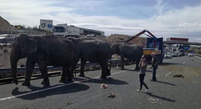 Kaza yapan sirk kamyonundaki filler otoyolu kapattı