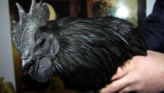 Ayam Cemani (kara tavuk) cinsi tavuğun fiyatı dudak uçuklattı
