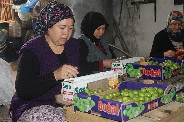 Erik hasadı başladı, kilosu 25 liraya düştü