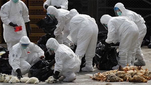 Çinde kuş gribinden 106 kişi öldü