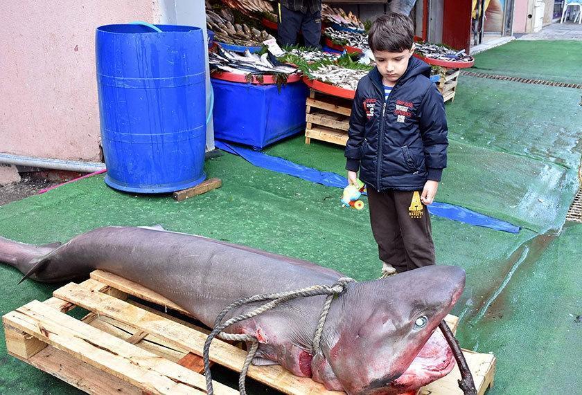 Marmara Denizi’nde 3 metrelik köpek balığı yakalandı