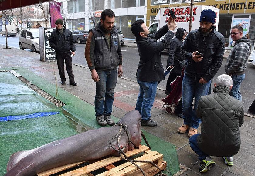 Marmara Denizi’nde 3 metrelik köpek balığı yakalandı