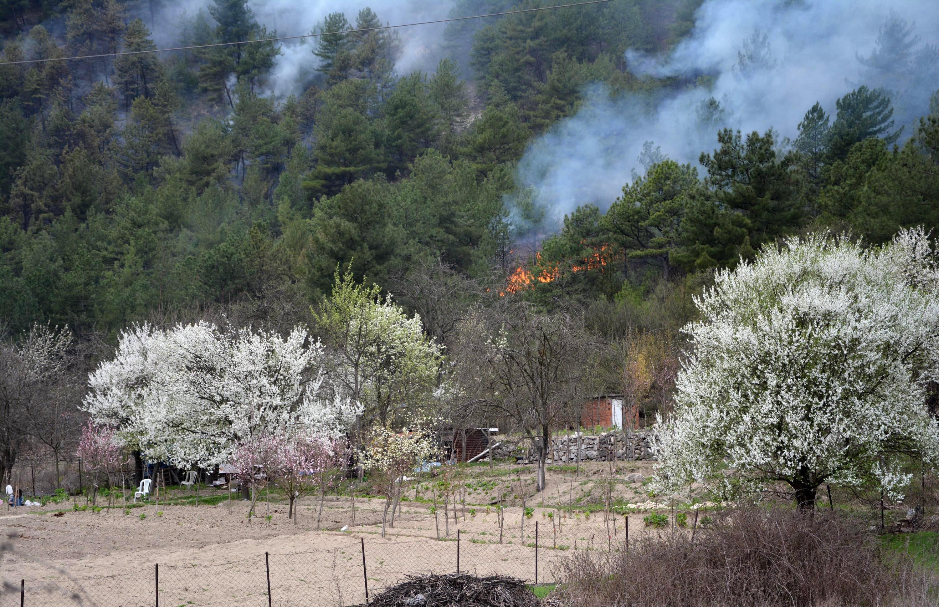 Karabük’te 3 dönümlük kızılçam ormanı yandı
