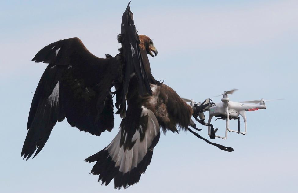 Kartallar drone avlamak için eğitiliyor